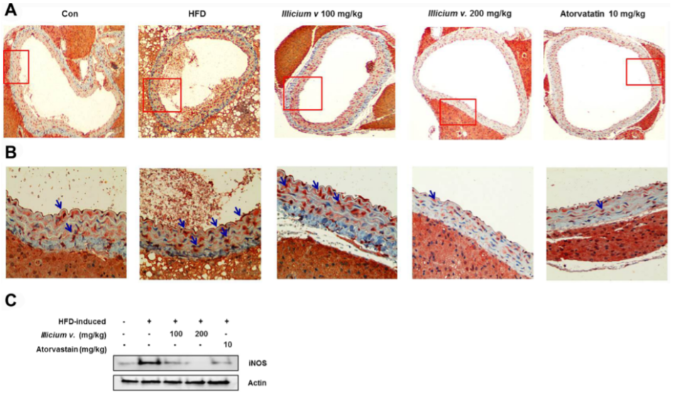 香精與香料(39)—大茴香醛與八角茴香 香精與香料(39)—大茴香醛與八角茴香