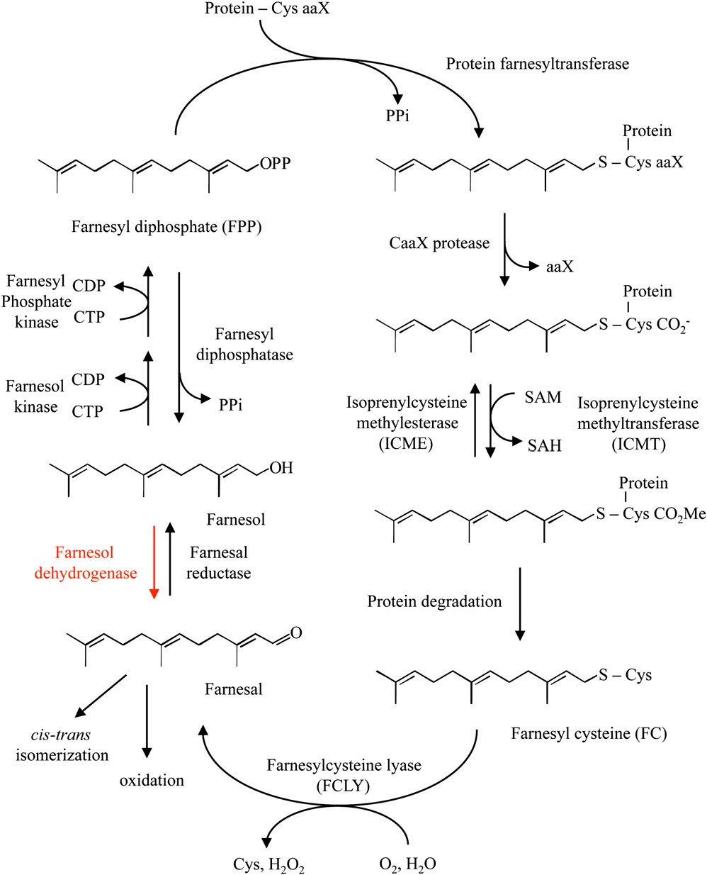 香精與香料(45)—金合歡醛、醇與金合歡油