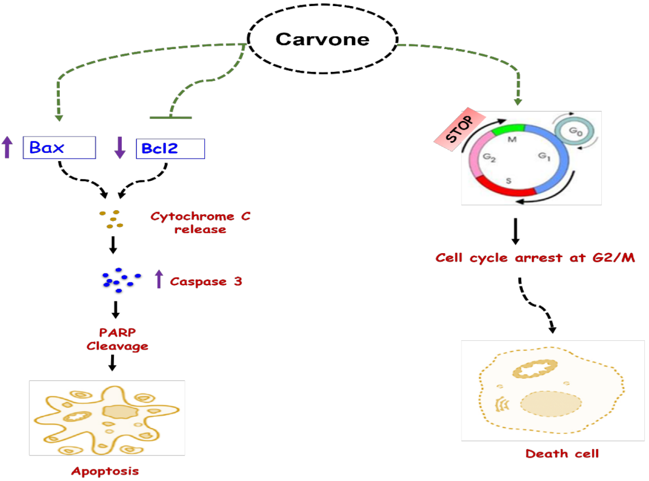香精與香料(47)—香芹酮與葛縷子、留蘭香、蒔蘿