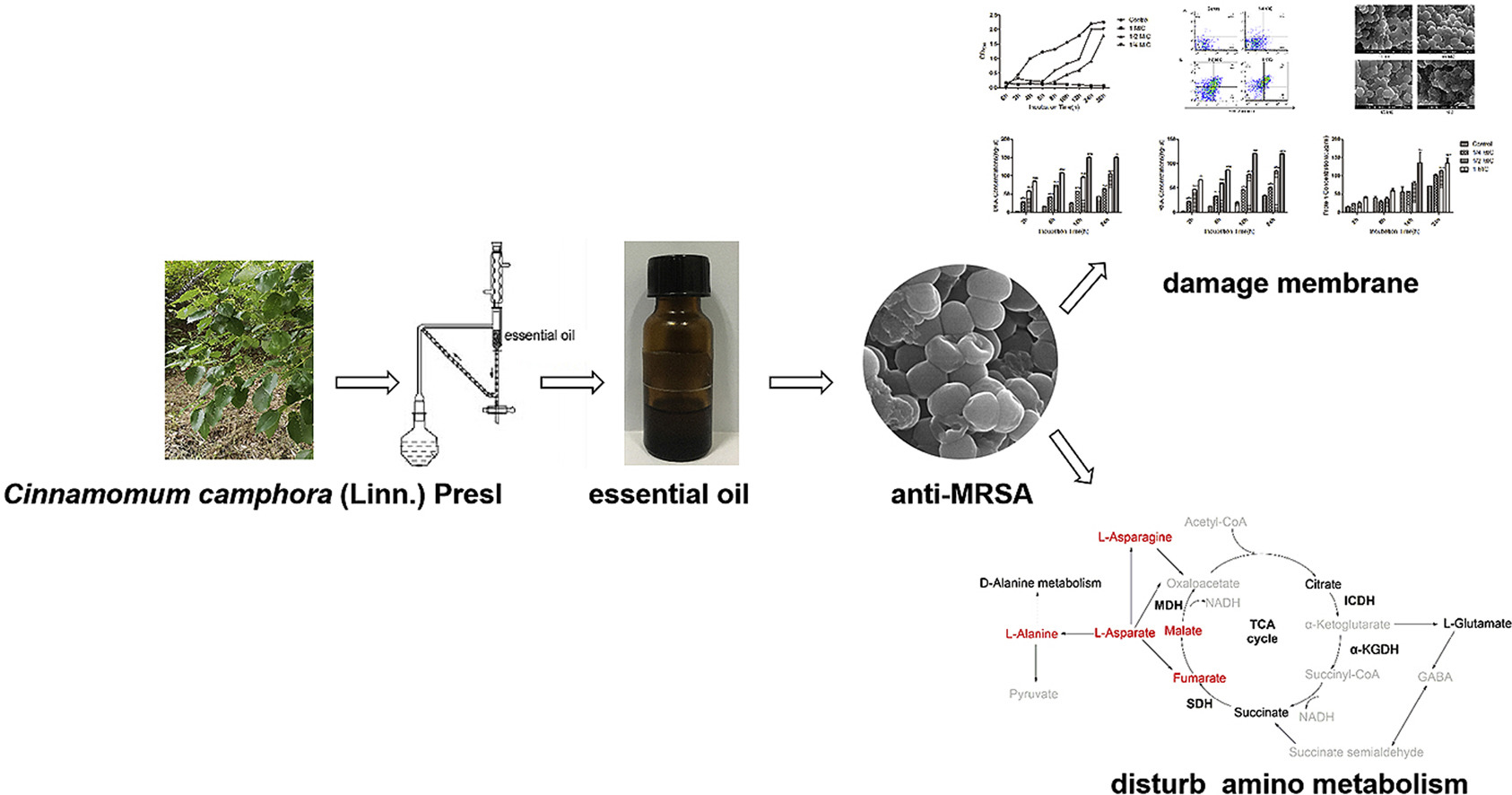 香精與香料(49)—樟腦(莰酮、龍腦酮)