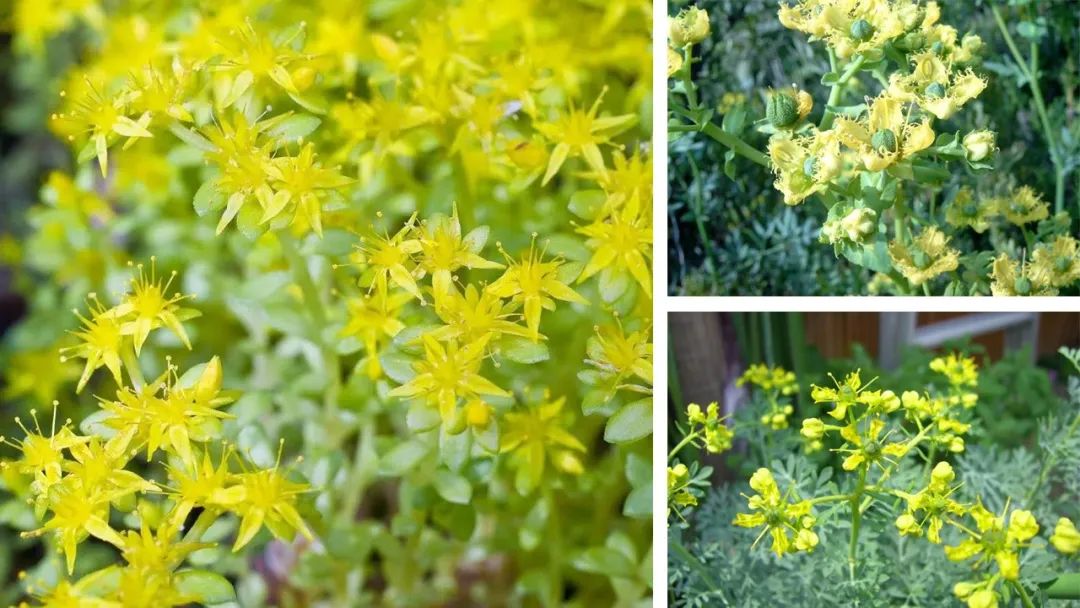 香精與香料(111)—蕓香