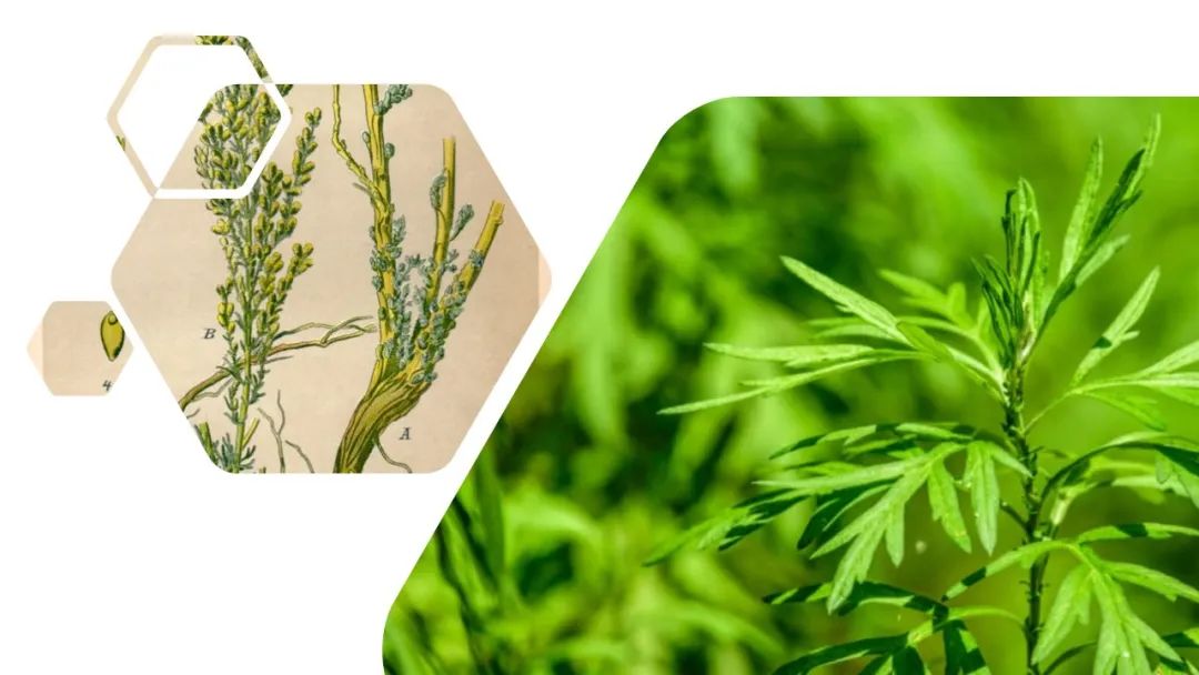 香精與香料(141)—蛔蒿 香精與香料(141)—蛔蒿