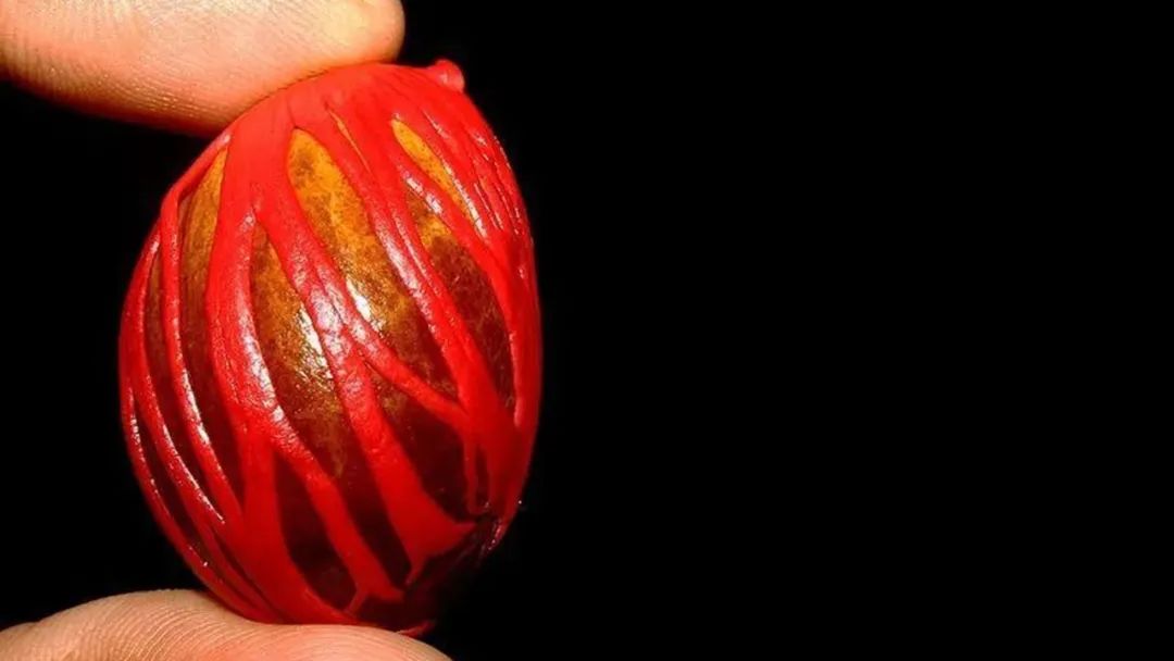 香精與香料(152)—豆蔻 香精與香料(152)—豆蔻