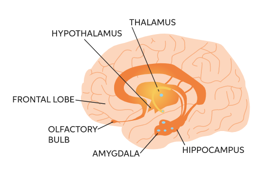 如何聞香:你需要知道的香水趨勢(3)