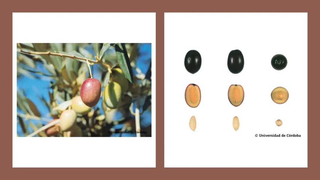 香精與香料(160)—橄欖 香精與香料(160)—橄欖