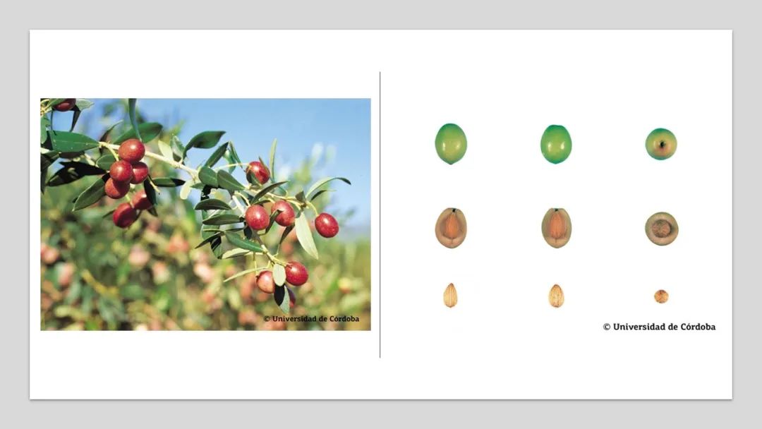 香精與香料(160)—橄欖 香精與香料(160)—橄欖