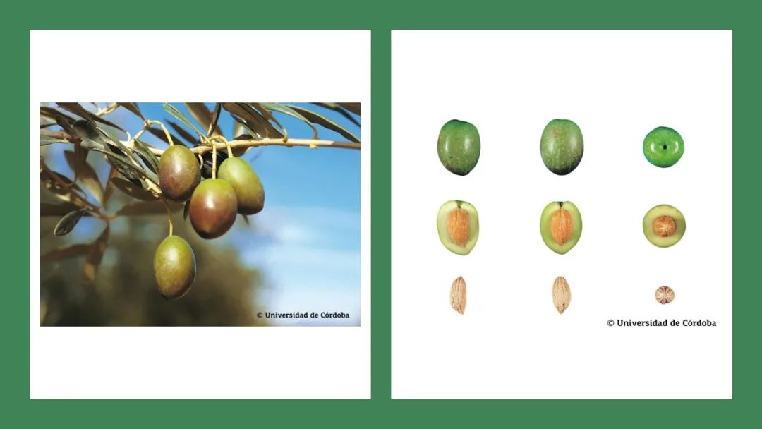 香精與香料(160)—橄欖 香精與香料(160)—橄欖