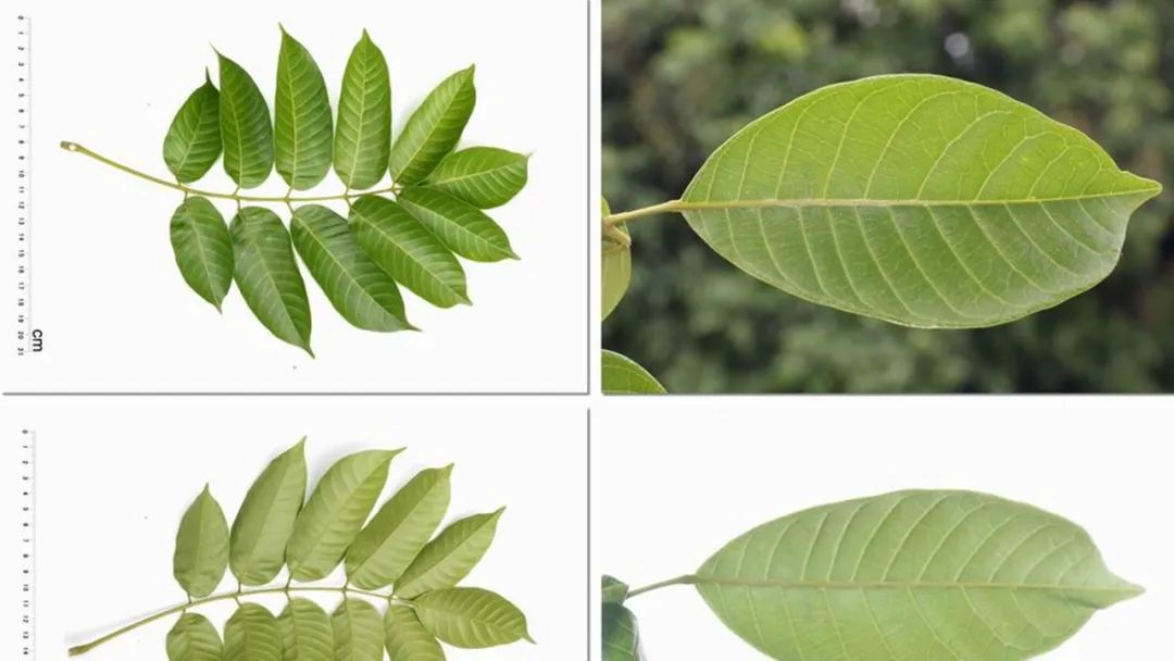 香精與香料(160)—橄欖 香精與香料(160)—橄欖