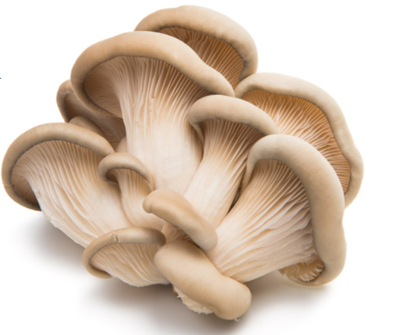 香精香料高新企業(yè)簡(jiǎn)介(9)——MycoTechnology 香精香料高新企業(yè)簡(jiǎn)介(9)——MycoTechnology