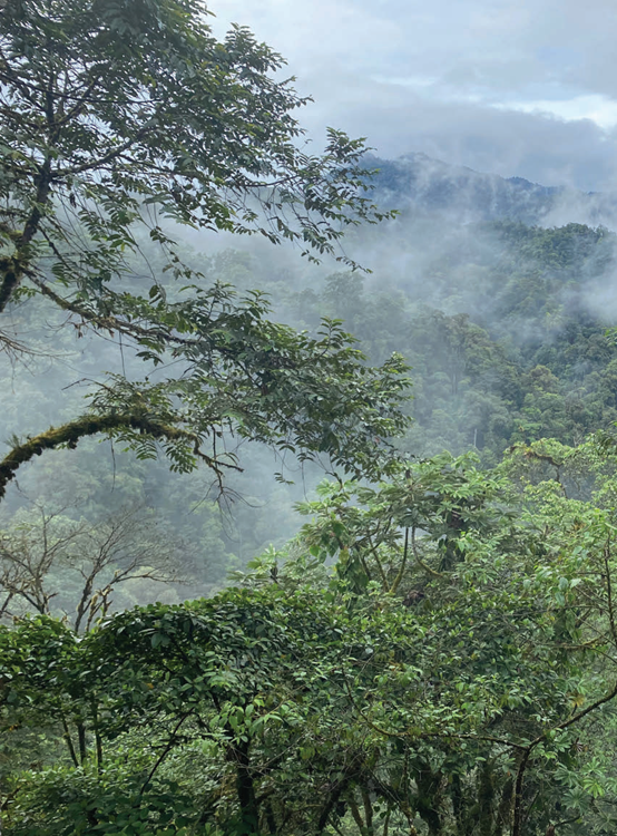 投資于植物保護的香精配方 投資于植物保護的香精配方