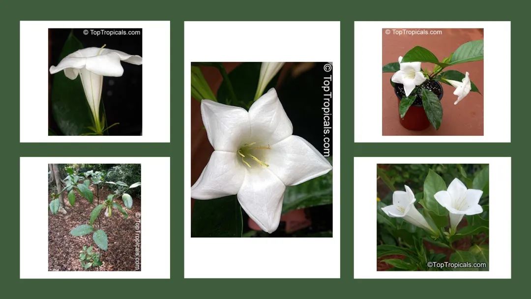 投資于植物保護的香精配方 投資于植物保護的香精配方