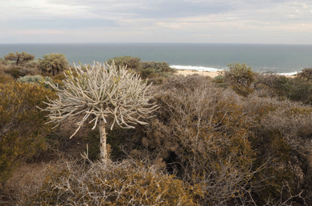 投資于植物保護的香精配方 投資于植物保護的香精配方
