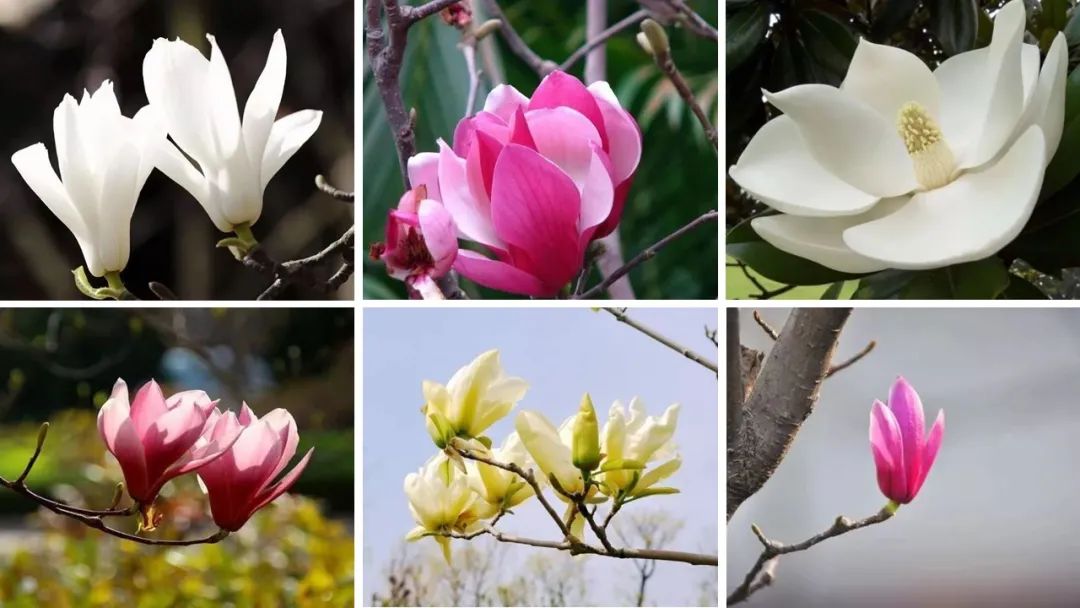 投資于植物保護的香精配方 投資于植物保護的香精配方