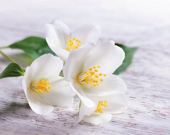 香料筆記：二氫茉莉酮酸甲酯，本身就是一種香水