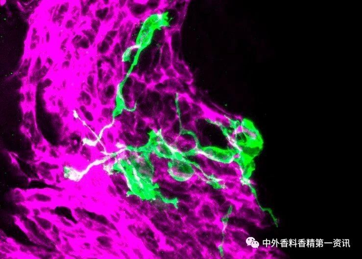 揭開嗅覺之謎 揭開嗅覺之謎