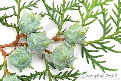 Flavor & Fragrance 文獻(xiàn)綜述：天然香精提取，生產(chǎn)和研究領(lǐng)域的進(jìn)展