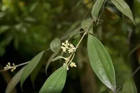 調(diào)香與經(jīng)濟(jì)效益 調(diào)香與經(jīng)濟(jì)效益