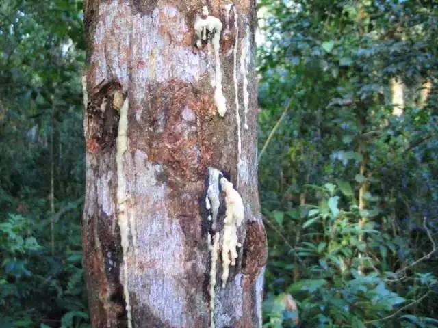 香料百科——安息香 香料百科——安息香