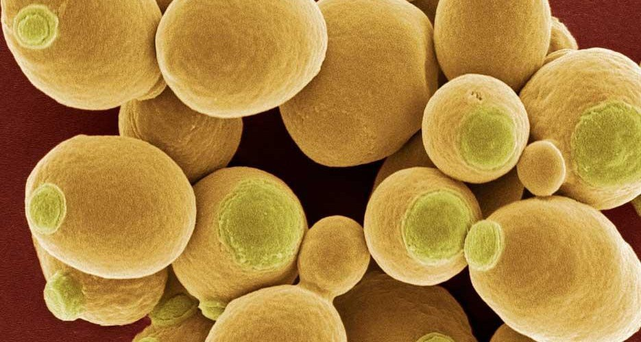 農(nóng)業(yè)廢物作為微生物香精生產(chǎn)基質(zhì)的潛力研究 農(nóng)業(yè)廢物作為微生物香精生產(chǎn)基質(zhì)的潛力研究