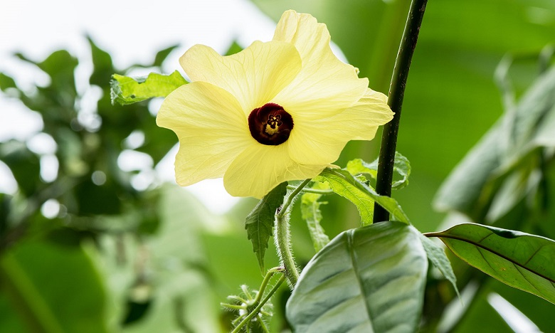 調(diào)香筆記(8)——50種常見的香水成分:氣味和起源 調(diào)香筆記(8)——50種常見的香水成分:氣味和起源