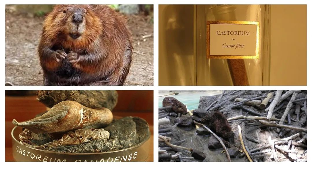 調(diào)香筆記(8)——50種常見的香水成分:氣味和起源 調(diào)香筆記(8)——50種常見的香水成分:氣味和起源