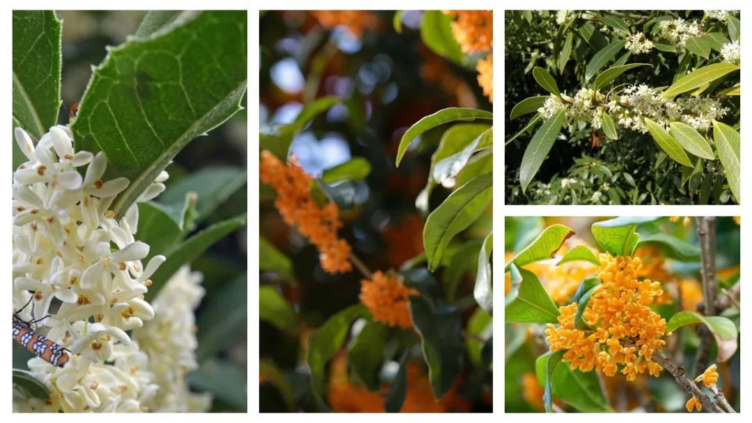 調(diào)香筆記(8)——50種常見的香水成分:氣味和起源 調(diào)香筆記(8)——50種常見的香水成分:氣味和起源