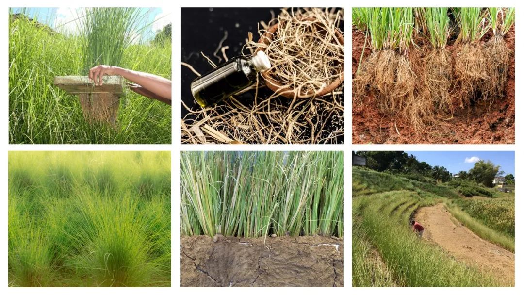 調(diào)香筆記(8)——50種常見的香水成分:氣味和起源 調(diào)香筆記(8)——50種常見的香水成分:氣味和起源