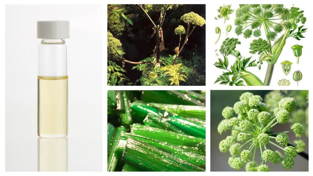 世界地理香料索引 (1)World Geographic Spice Index(1) 世界地理香料索引 (1)World Geographic Spice Index(1)