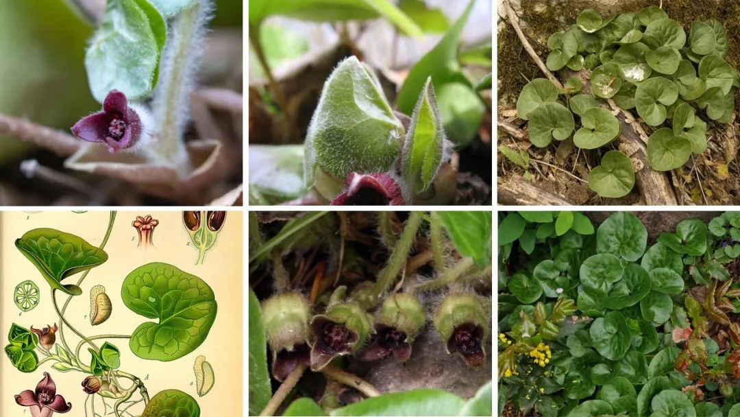 世界地理香料索引 (1)World Geographic Spice Index(1) 世界地理香料索引 (1)World Geographic Spice Index(1)