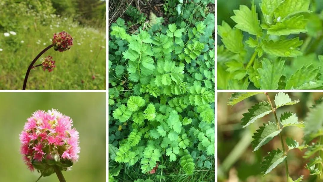 世界地理香料索引 (1)World Geographic Spice Index(1) 世界地理香料索引 (1)World Geographic Spice Index(1)