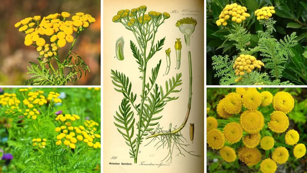 世界地理香料索引 (1)World Geographic Spice Index(1) 世界地理香料索引 (1)World Geographic Spice Index(1)