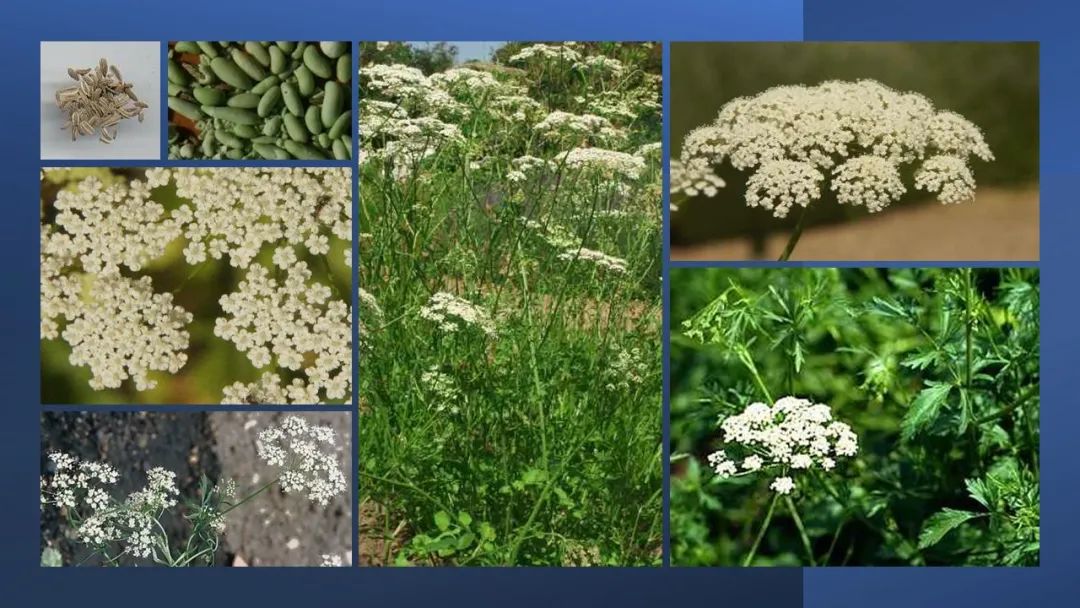 世界地理香料索引(2)——Geographic Spice Index(2) 世界地理香料索引(2)——Geographic Spice Index(2)