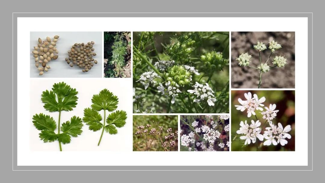 世界地理香料索引(2)——Geographic Spice Index(2) 世界地理香料索引(2)——Geographic Spice Index(2)