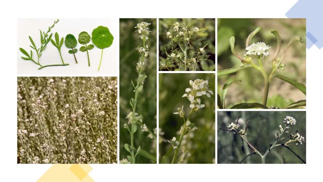 世界地理香料索引(2)——Geographic Spice Index(2) 世界地理香料索引(2)——Geographic Spice Index(2)