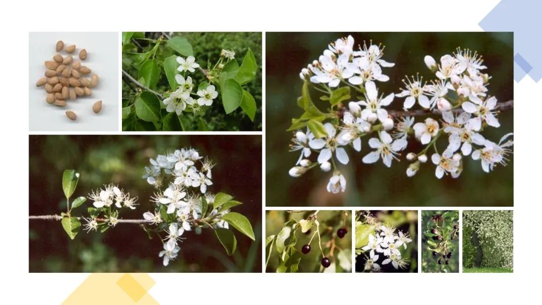 世界地理香料索引(2)——Geographic Spice Index(2) 世界地理香料索引(2)——Geographic Spice Index(2)