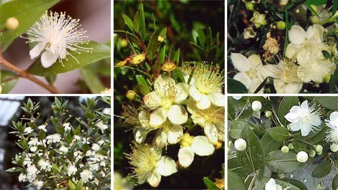 世界地理香料索引(2)——Geographic Spice Index(2) 世界地理香料索引(2)——Geographic Spice Index(2)