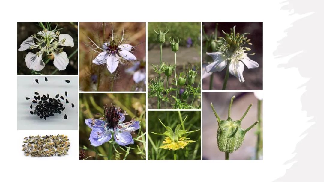 世界地理香料索引(2)——Geographic Spice Index(2) 世界地理香料索引(2)——Geographic Spice Index(2)