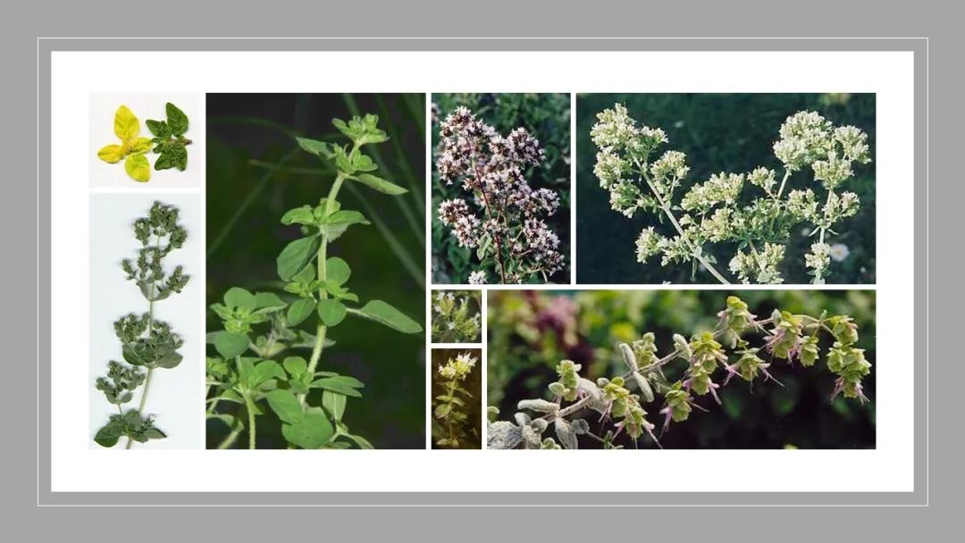 世界地理香料索引(2)——Geographic Spice Index(2) 世界地理香料索引(2)——Geographic Spice Index(2)