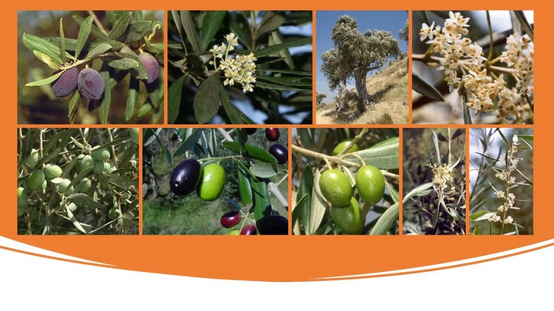 世界地理香料索引(2)——Geographic Spice Index(2) 世界地理香料索引(2)——Geographic Spice Index(2)