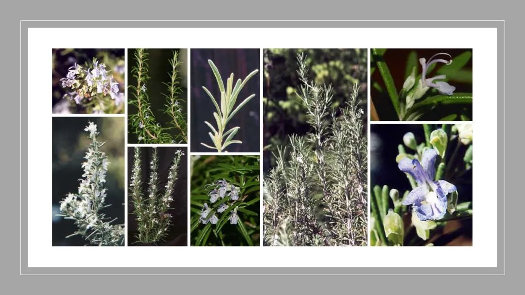 世界地理香料索引(2)——Geographic Spice Index(2) 世界地理香料索引(2)——Geographic Spice Index(2)