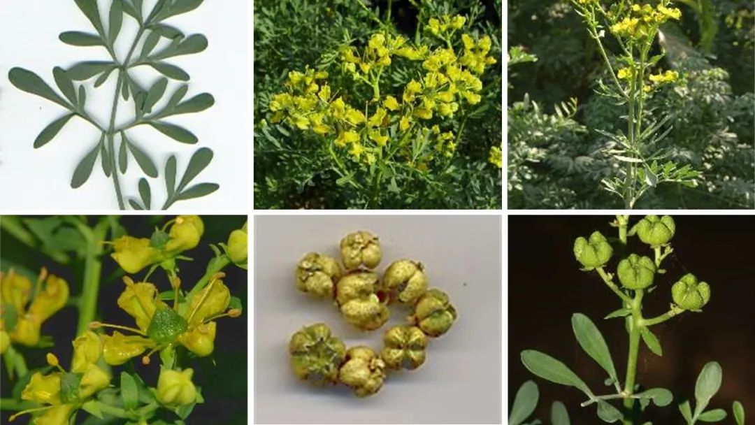 世界地理香料索引(2)——Geographic Spice Index(2) 世界地理香料索引(2)——Geographic Spice Index(2)