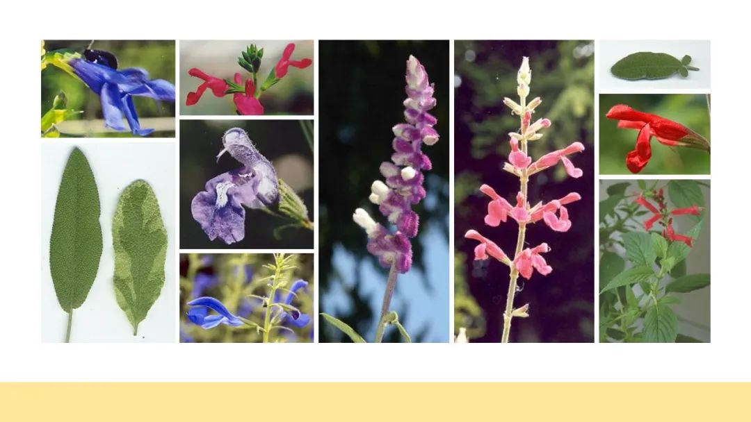 世界地理香料索引(2)——Geographic Spice Index(2) 世界地理香料索引(2)——Geographic Spice Index(2)