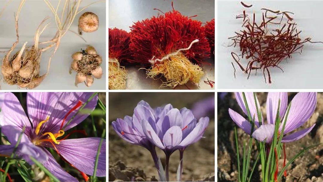 世界地理香料索引(2)——Geographic Spice Index(2) 世界地理香料索引(2)——Geographic Spice Index(2)