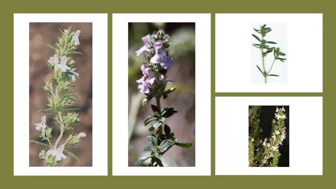 世界地理香料索引(2)——Geographic Spice Index(2) 世界地理香料索引(2)——Geographic Spice Index(2)