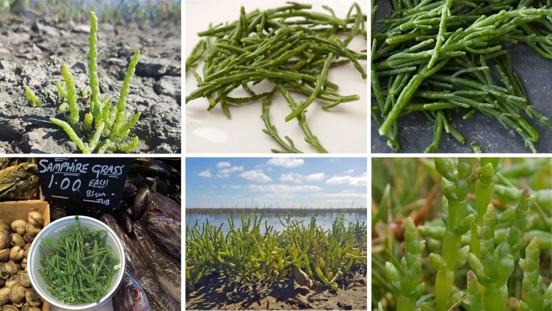 世界地理香料索引(2)——Geographic Spice Index(2) 世界地理香料索引(2)——Geographic Spice Index(2)