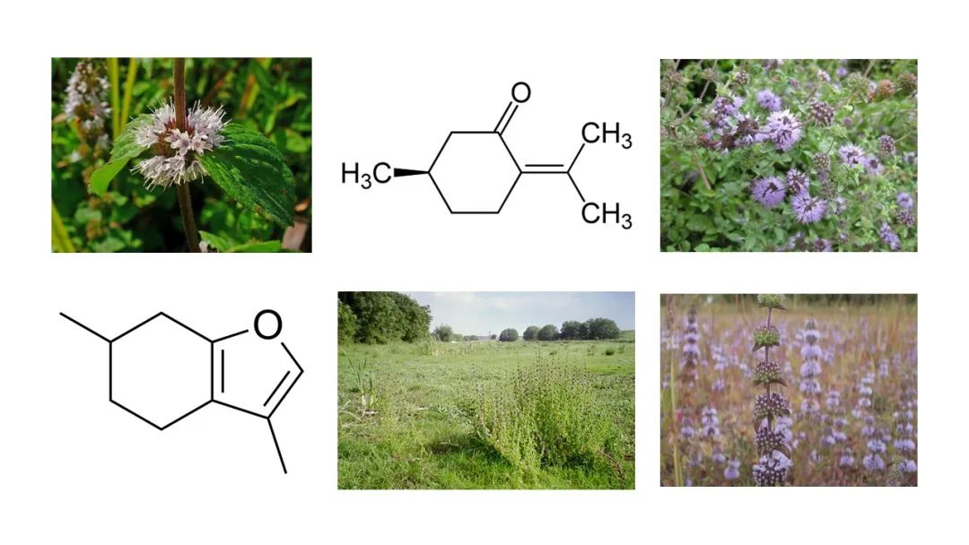 世界地理香料索引(2)——Geographic Spice Index(2) 世界地理香料索引(2)——Geographic Spice Index(2)