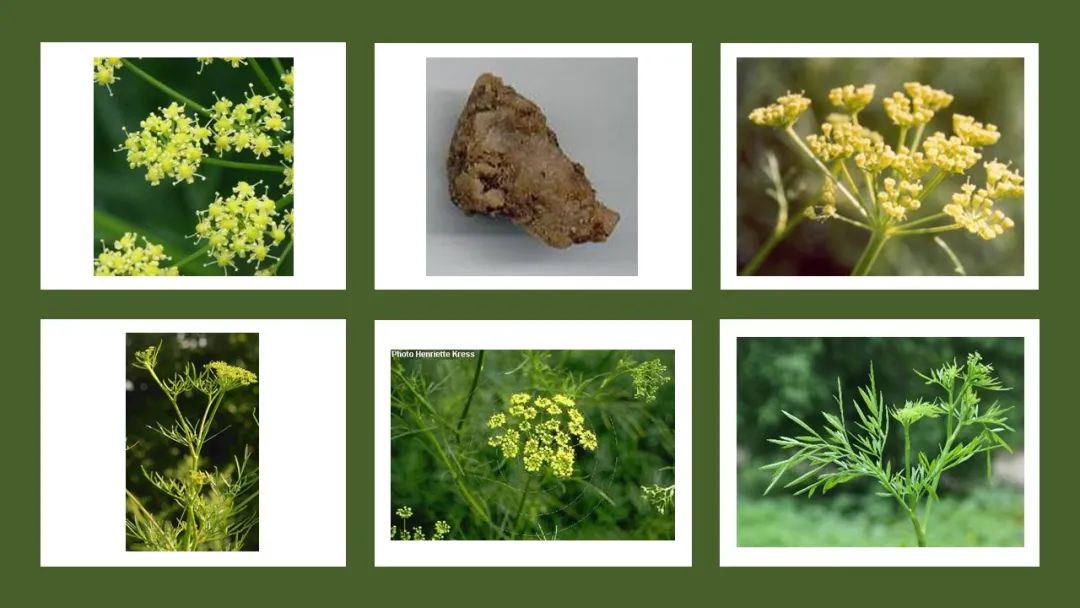 世界地理香料索引(3)——Geographic Spice Index(3) 世界地理香料索引(3)——Geographic Spice Index(3)