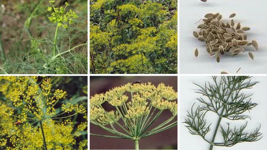 世界地理香料索引(3)——Geographic Spice Index(3) 世界地理香料索引(3)——Geographic Spice Index(3)