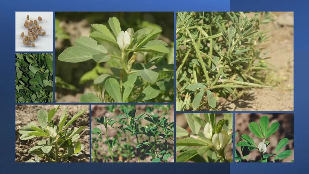 世界地理香料索引(3)——Geographic Spice Index(3) 世界地理香料索引(3)——Geographic Spice Index(3)