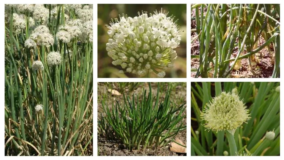 世界地理香料索引(3)——Geographic Spice Index(3) 世界地理香料索引(3)——Geographic Spice Index(3)